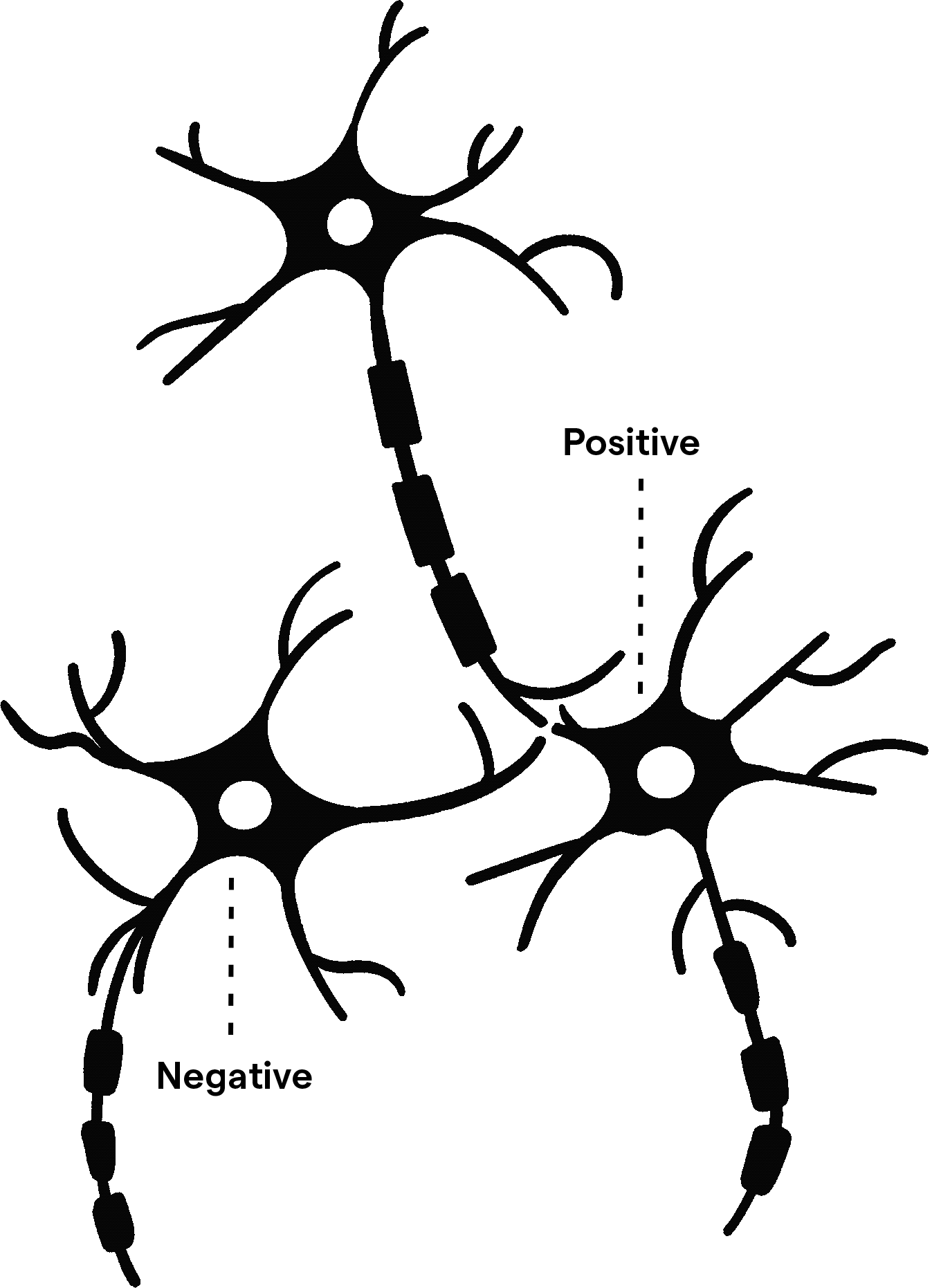 Positive neural pathways in the brain
